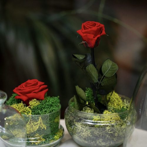 Rosa eterna natural - Cúpula Mediana