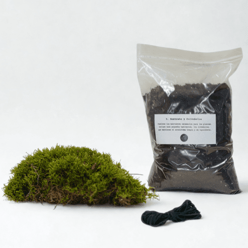 KIT DIY Kokedama - Sin Planta