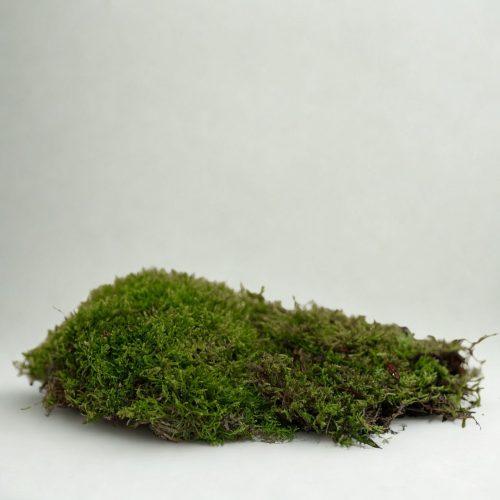 musgo para kokedama