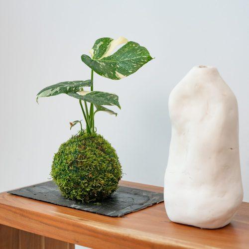Taller de Kokedamas junglemows
