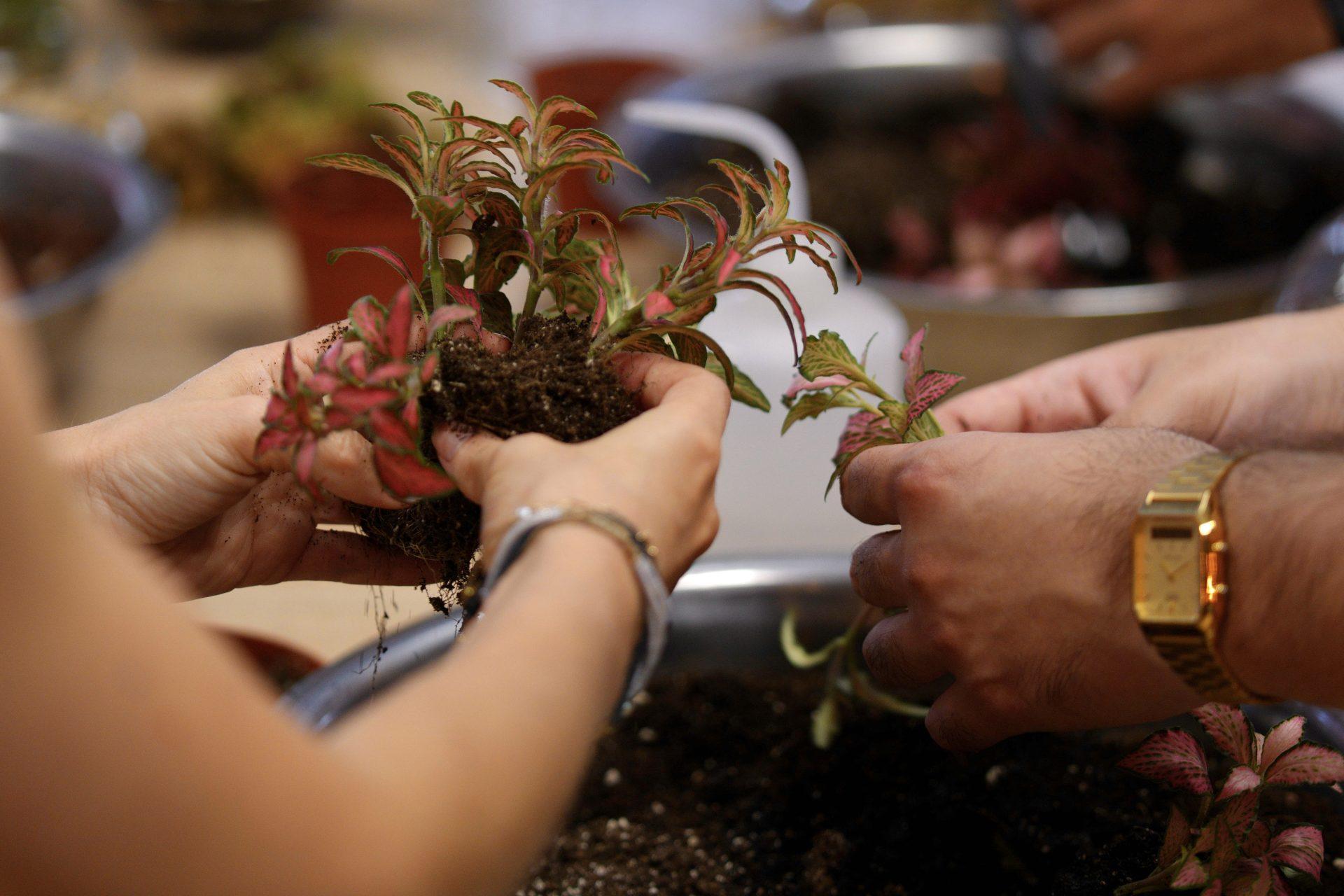 Team Buildings en Valencia con plantas - Imagen 9
