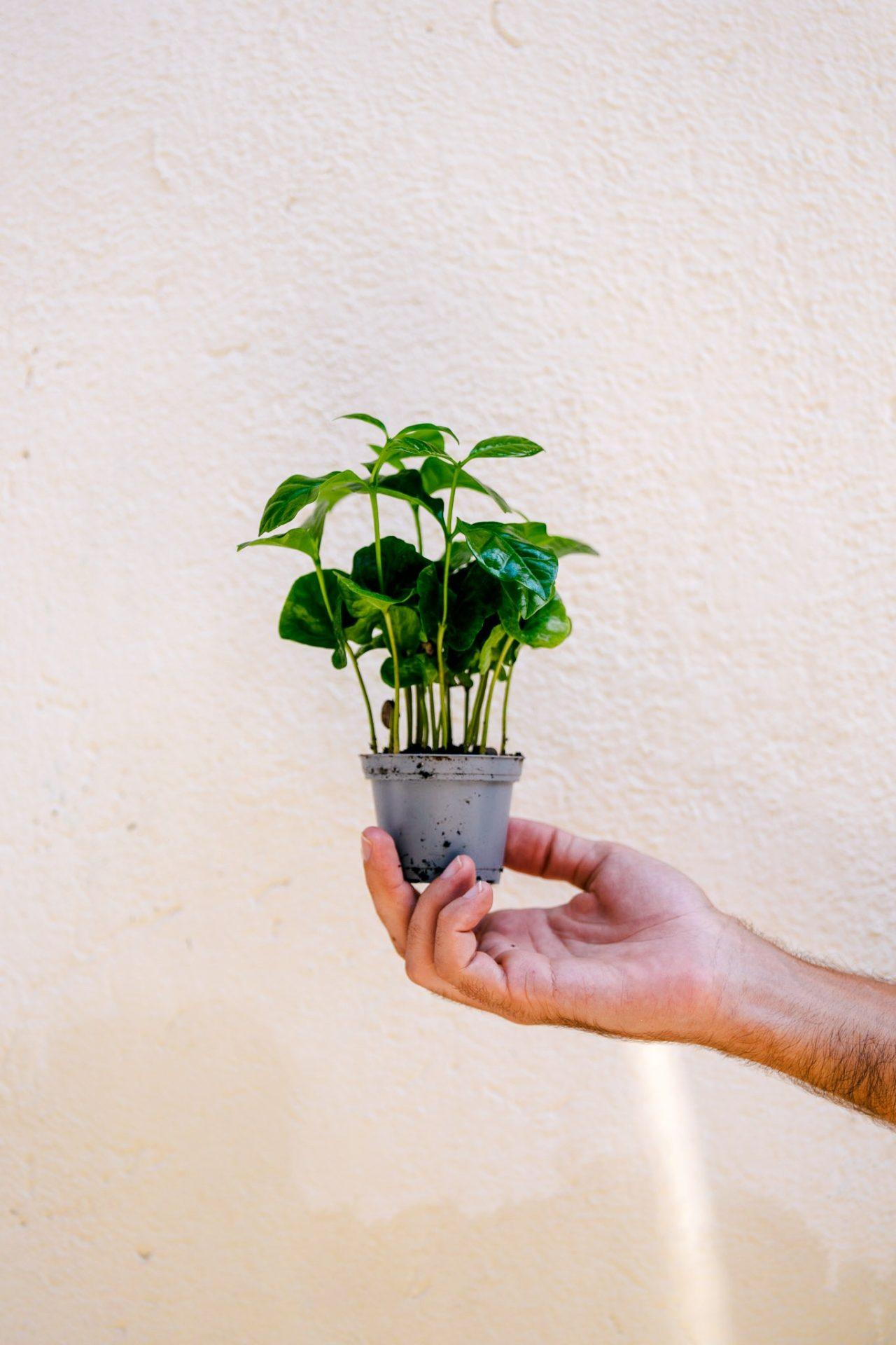 planta del cafe