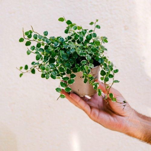 Ficus pumila sunny