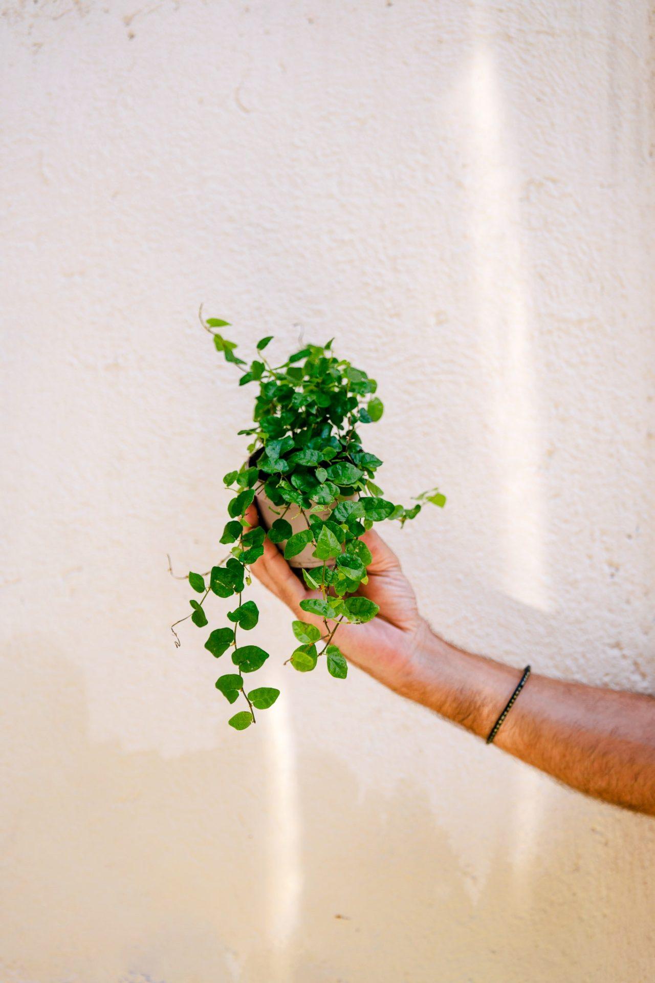 Ficus pumila