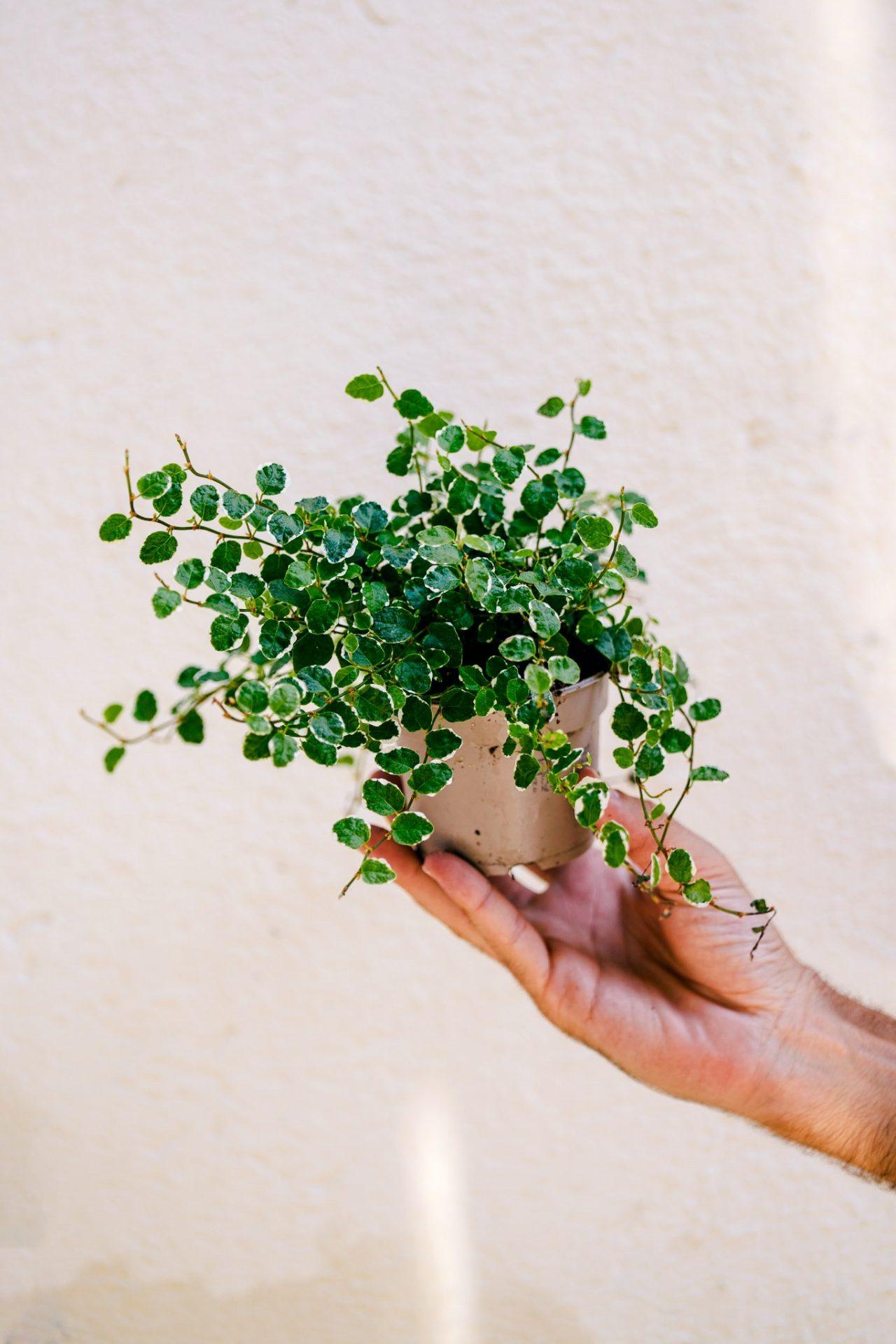 Ficus pumila sunny