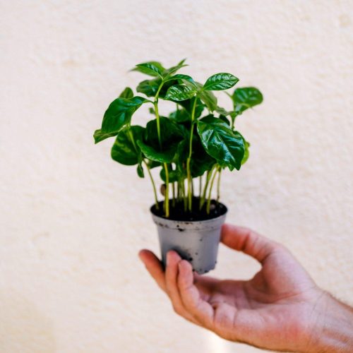 Coffea Arabica
