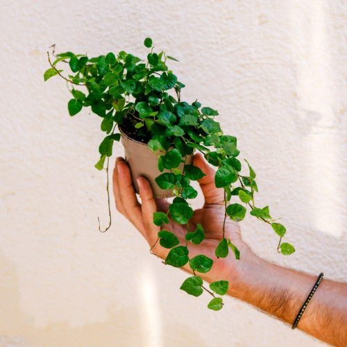 Ficus Pumila (Ficus repens mini)