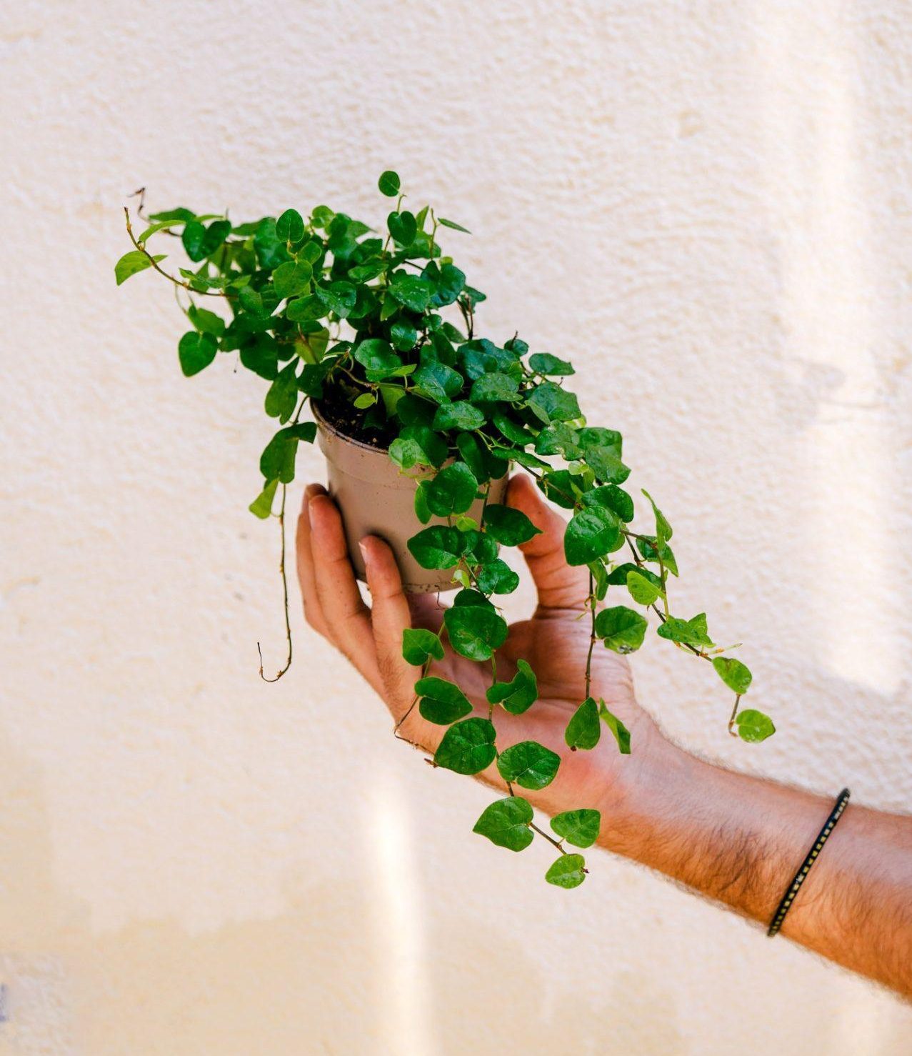 Ficus Pumila (Ficus repens mini)